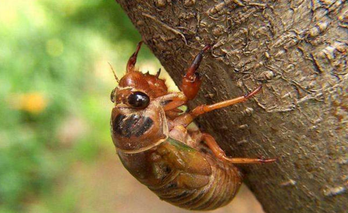 河南农村八大怪,农村8个怪菜
