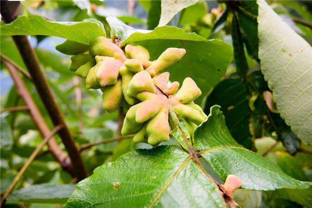 五倍子是盐肤木的种子吗,五倍子是长在盐肤木上的吗