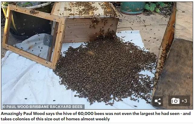 澳洲夫妇家墙壁突然莫名“渗血”!两人鼓起勇气拆开墙