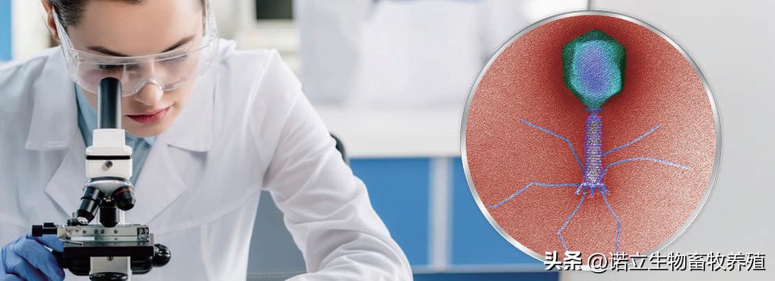 养殖用噬菌体优缺点,抑菌噬菌体