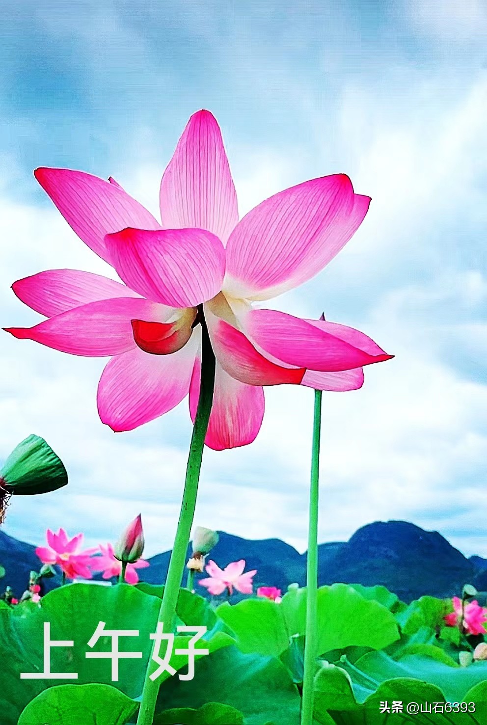 【战友美文】于天松：《麻雀，我爱你》（诗）