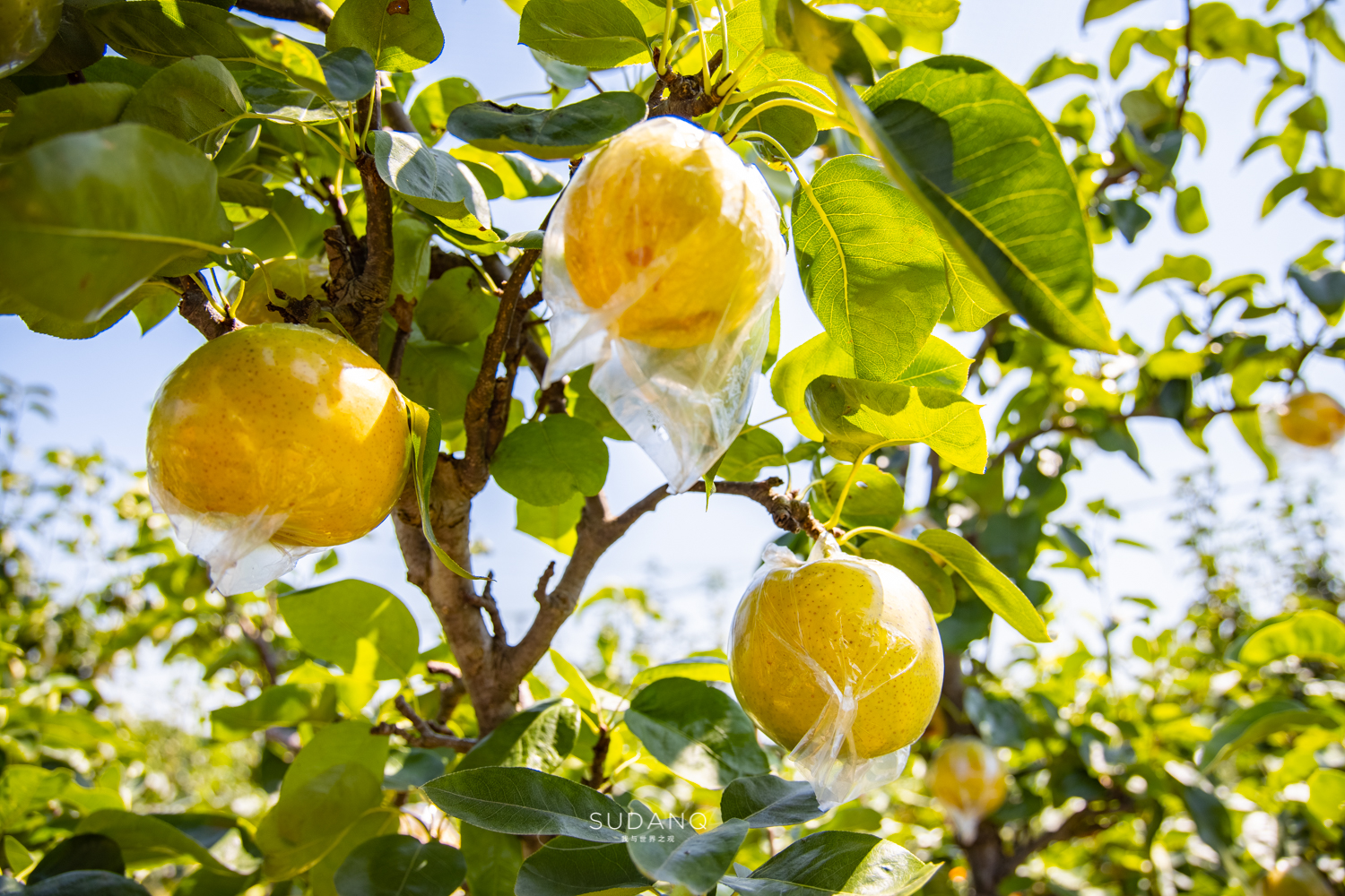 苏州吴江区六大名镇,苏州吴江最有发展区是哪里