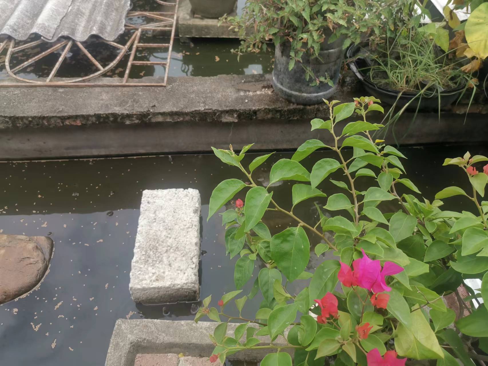 种龟产卵前如何调养,繁殖龟最好配对方法