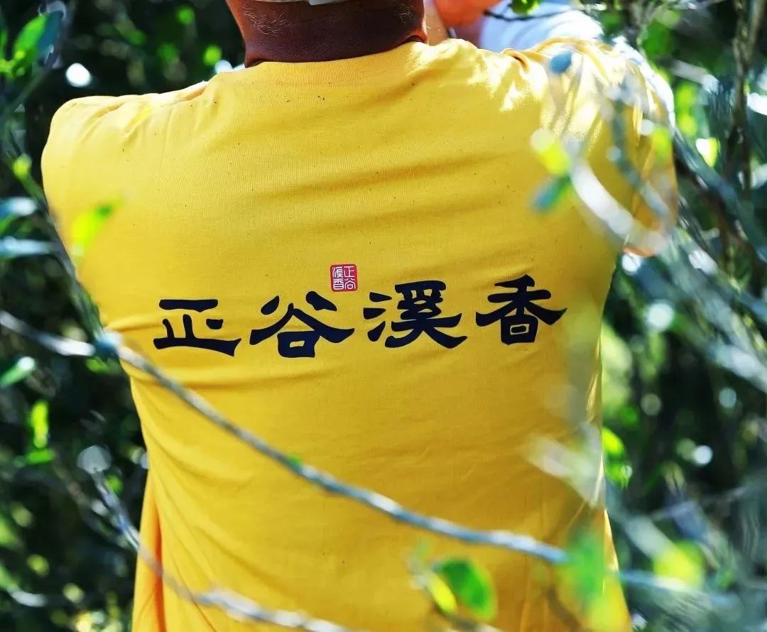 武夷岩茶正岩山场土质怎么样,山场正岩