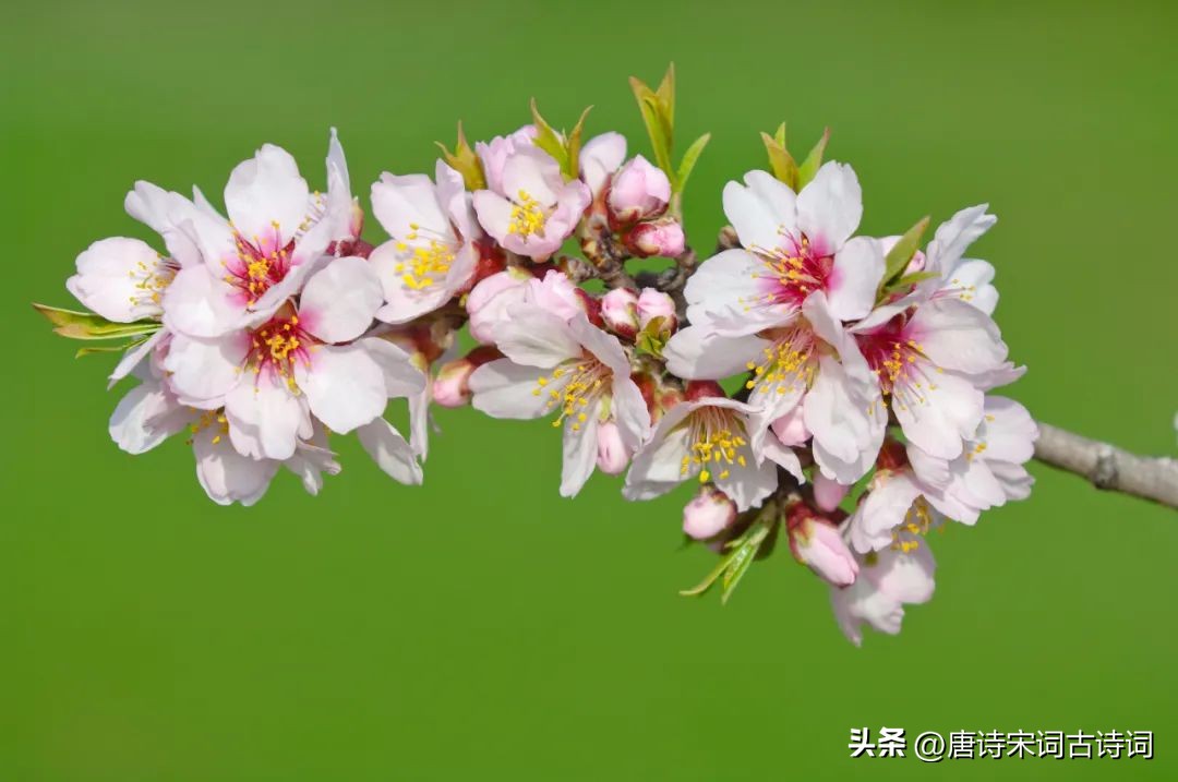 春去秋来繁花,待到春来繁花时