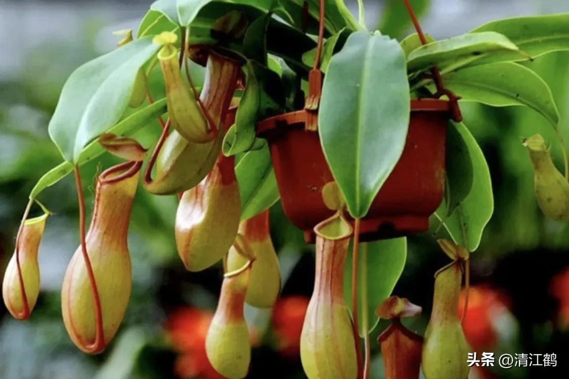 有什么推荐的食虫植物,又好看又便宜的食虫植物