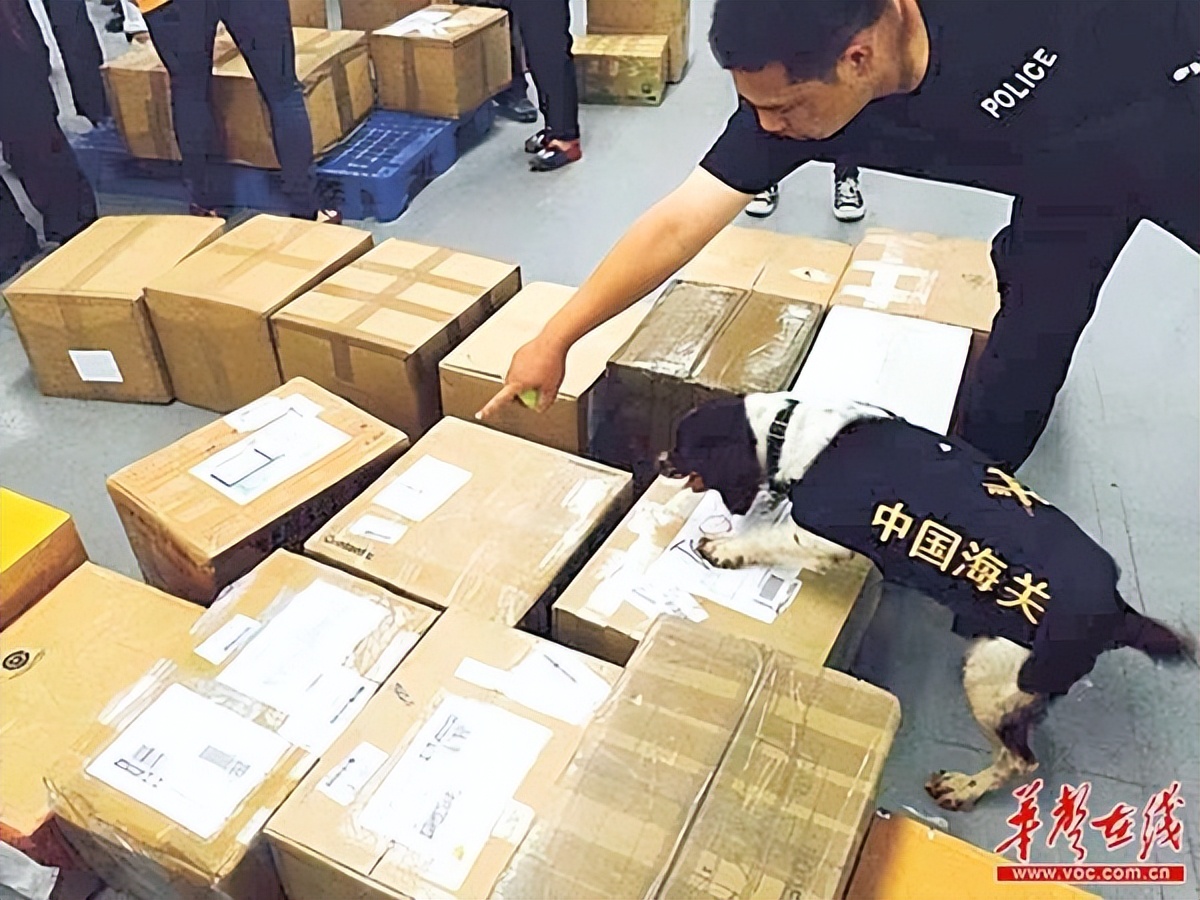 公务员报考海关必选政治吗,海关公务员报考条件专业