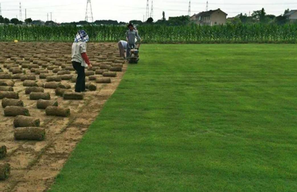 绿化人工草坪怎么铺设,人工草坪和天然草坪的区别