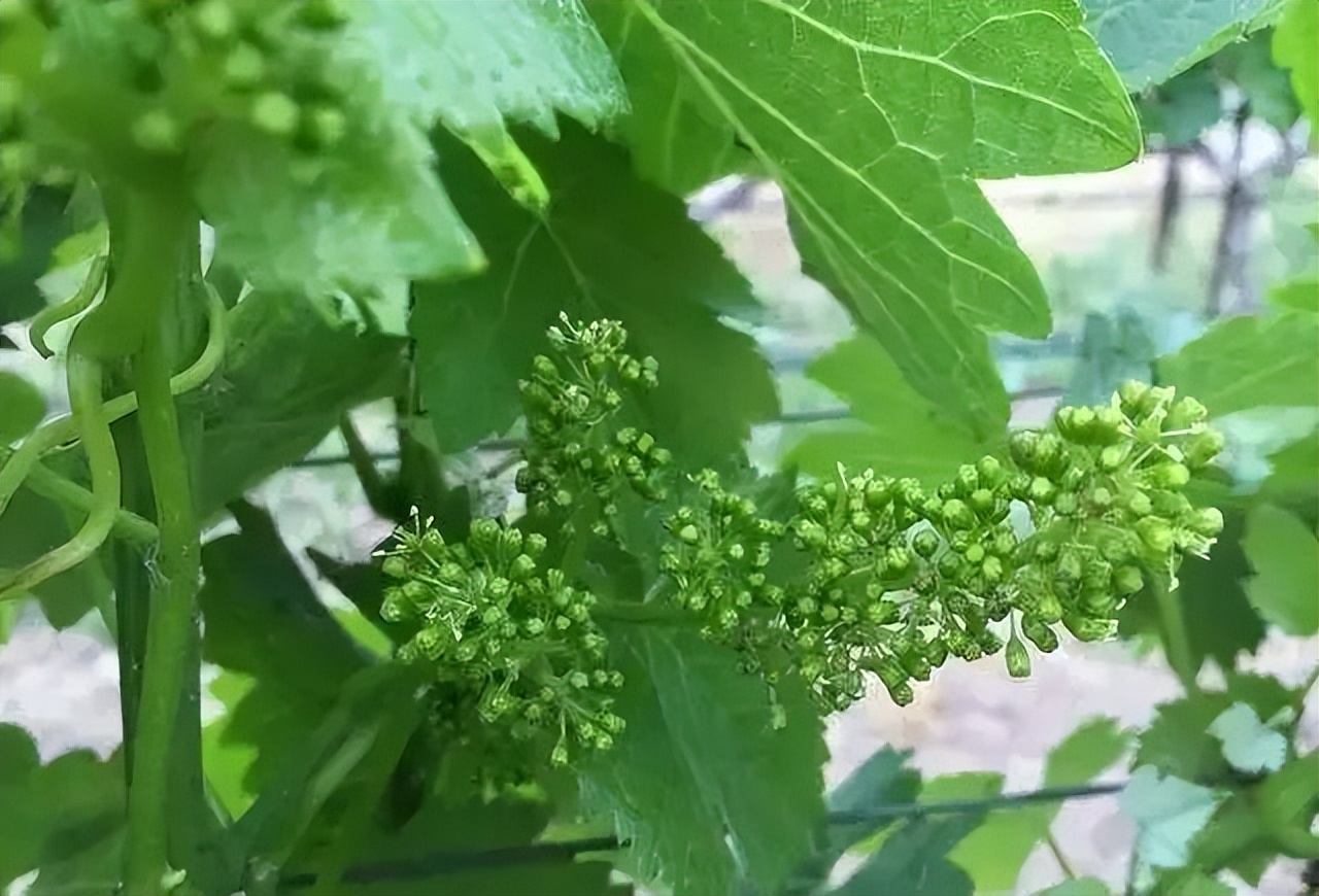 纯种无籽葡萄种植技术和管理方法,庭院葡萄种植技术与管理视频教程