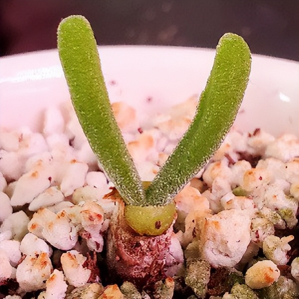 102个大类近500个多肉植物图片，都极其美丽，建议在家中也养一盆