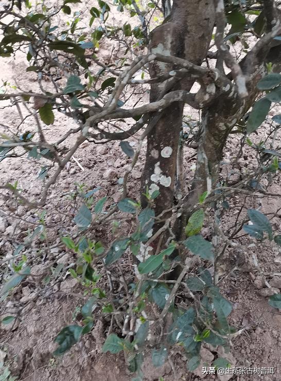 普洱茶哪座山头最好,普洱茶著名茶区