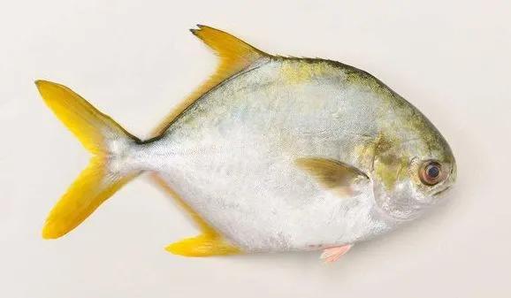 海鲜有什么品种的鱼类好吃,海鲜鱼类名字大全