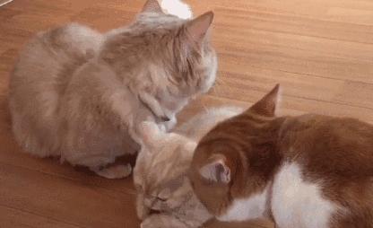 旺家猫有什么特征,身上有这些特征的猫是旺家猫