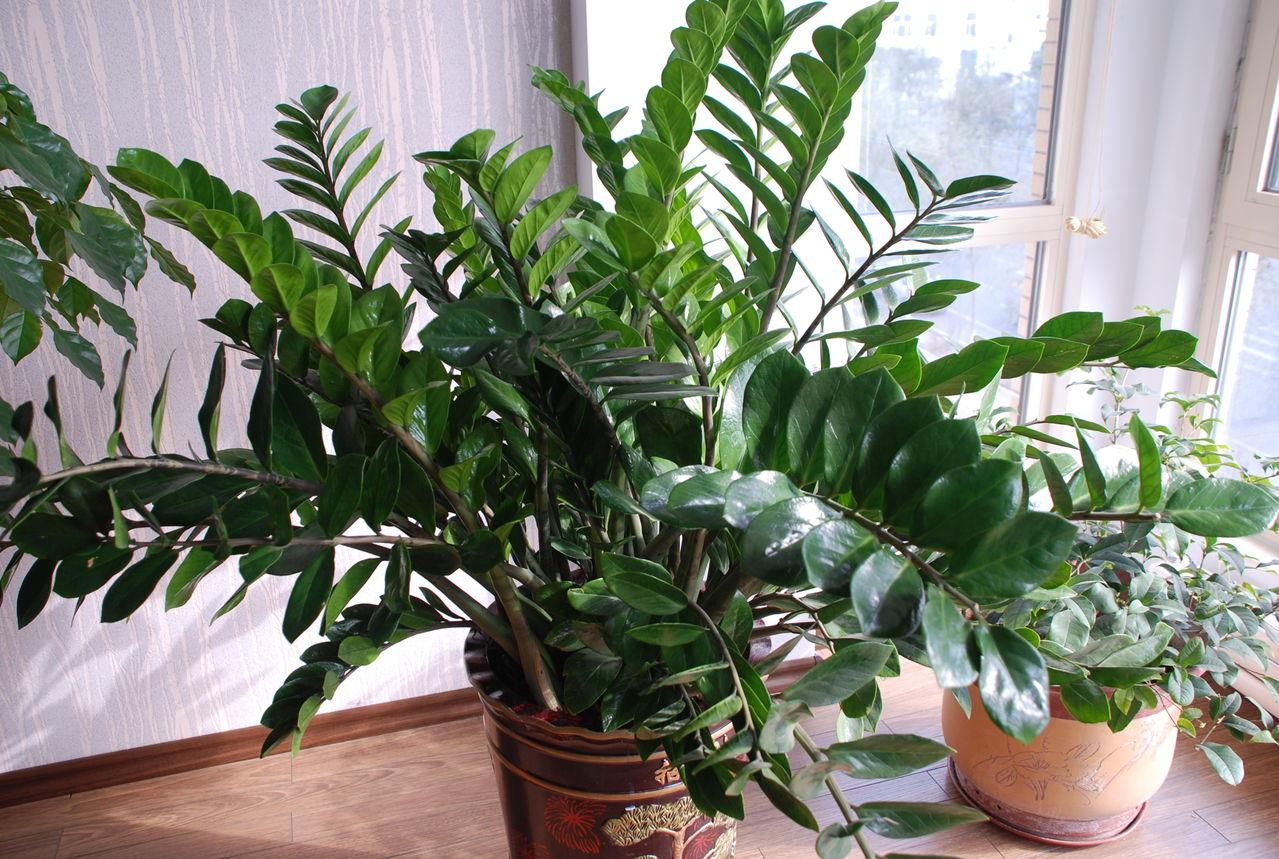 家里光照不足养的花,家里光照不足养什么植物