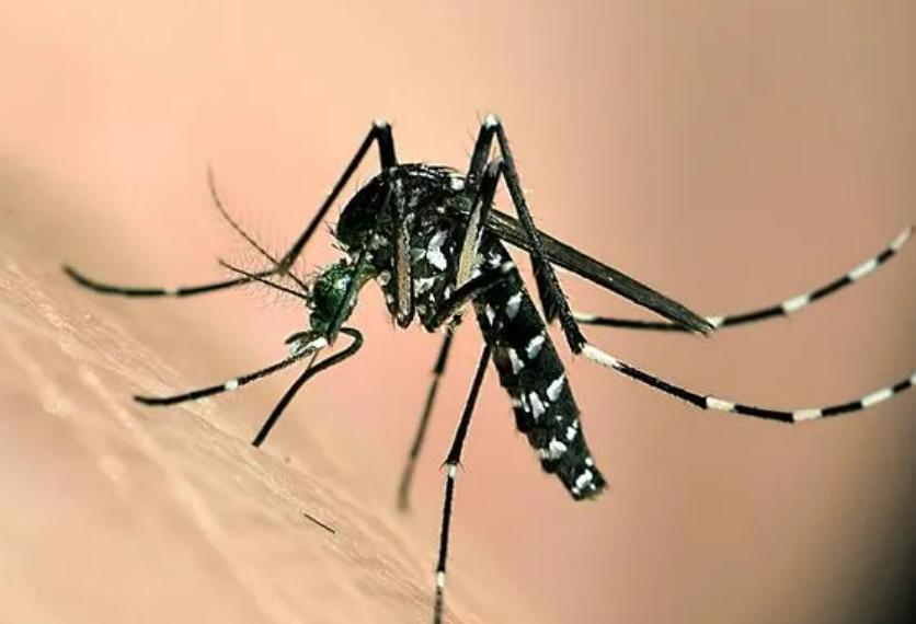 为啥一开空调蚊子就特别多,开空调后为啥感觉没蚊子了