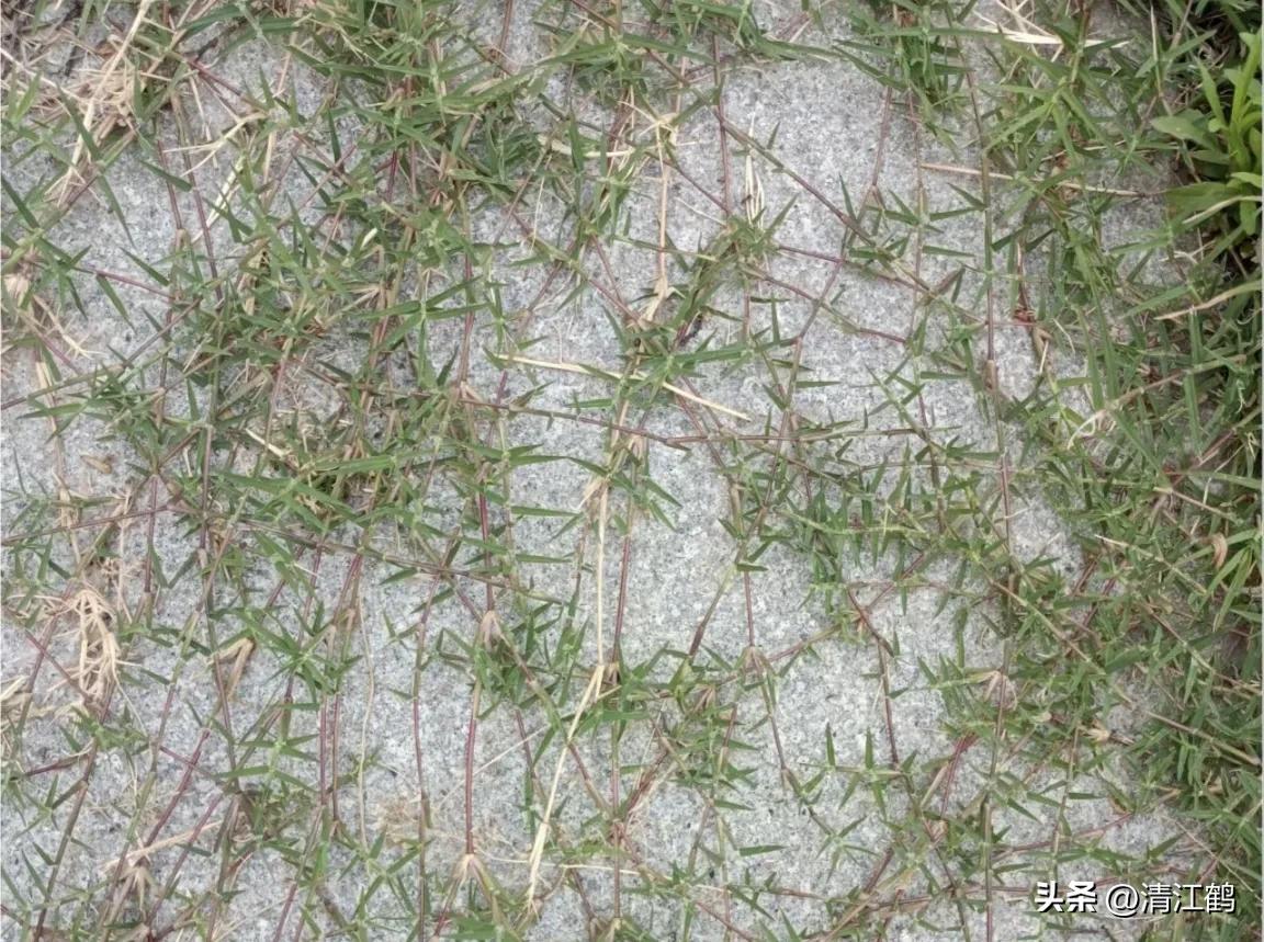 怎样解决除草剂对树的危害,十大恶性杂草除草方案