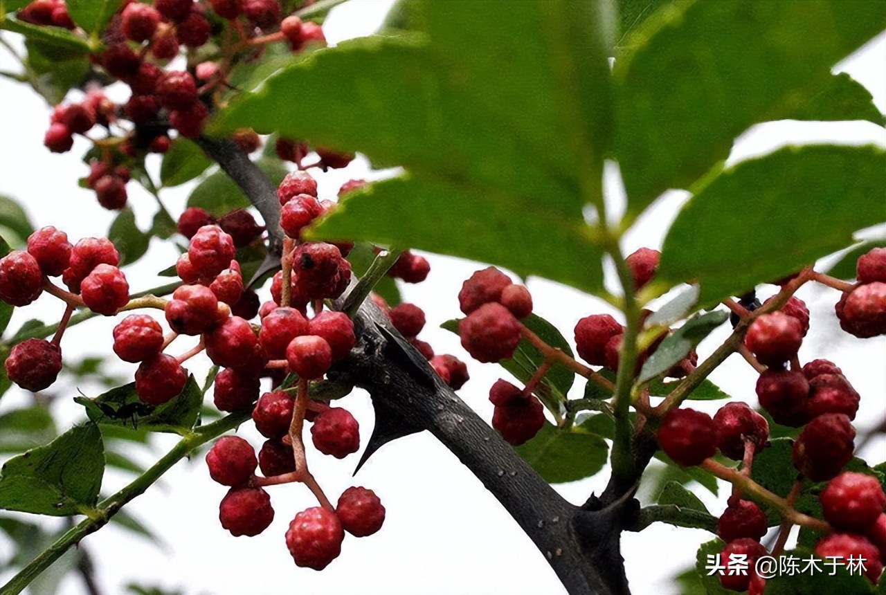 花椒和白醋一起煮可以治牙疼吗,夏天牙疼快速止疼法3秒见效花椒