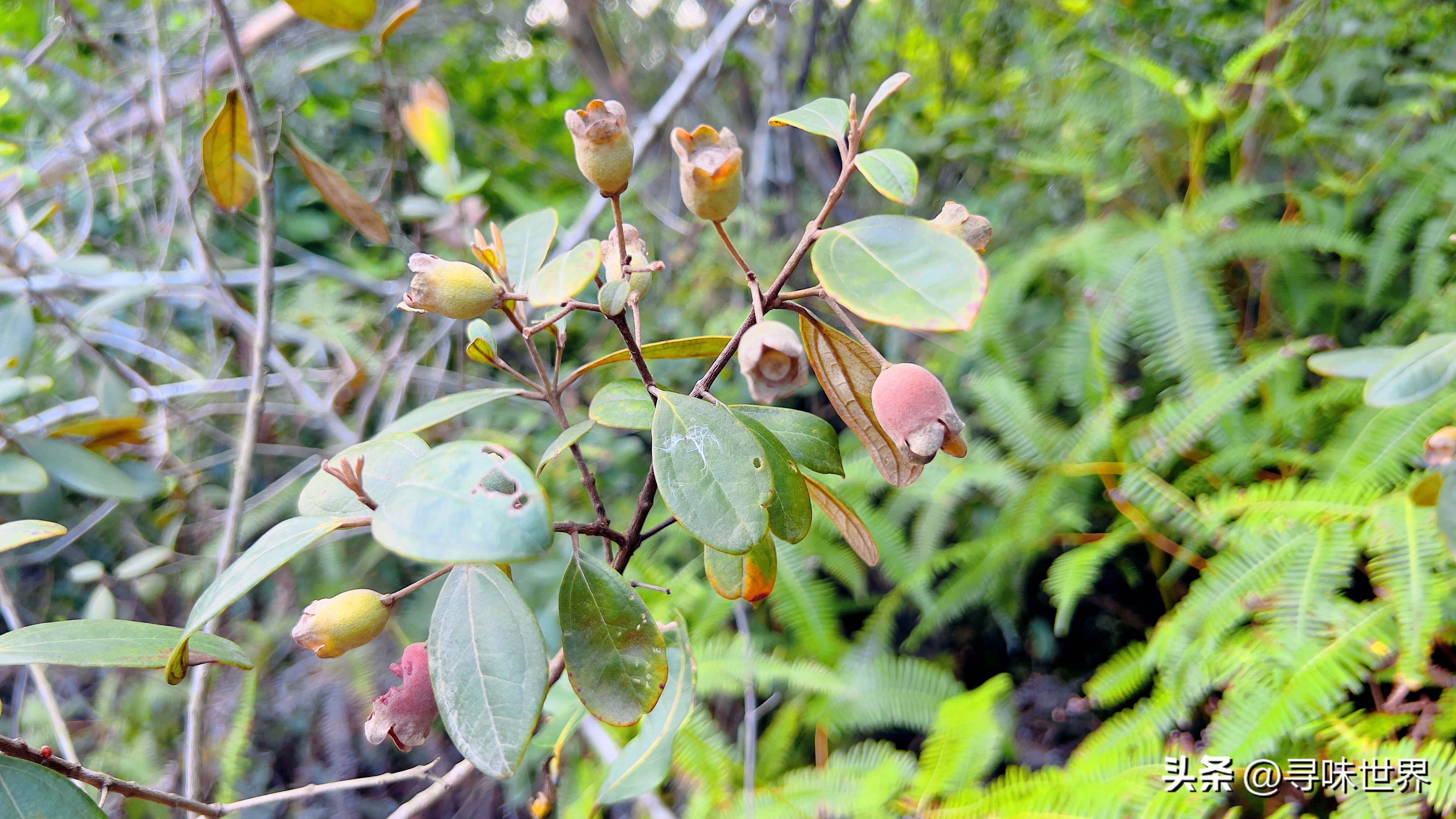 桃金娘酒制作,稔子酒标准配方及做法