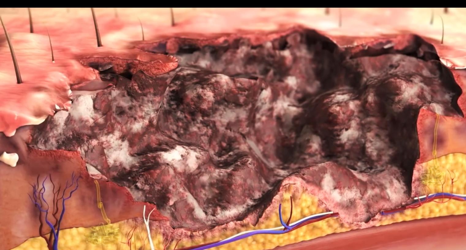 人体最大的器官是不是肝脏,人体最大的器官是指什么百科