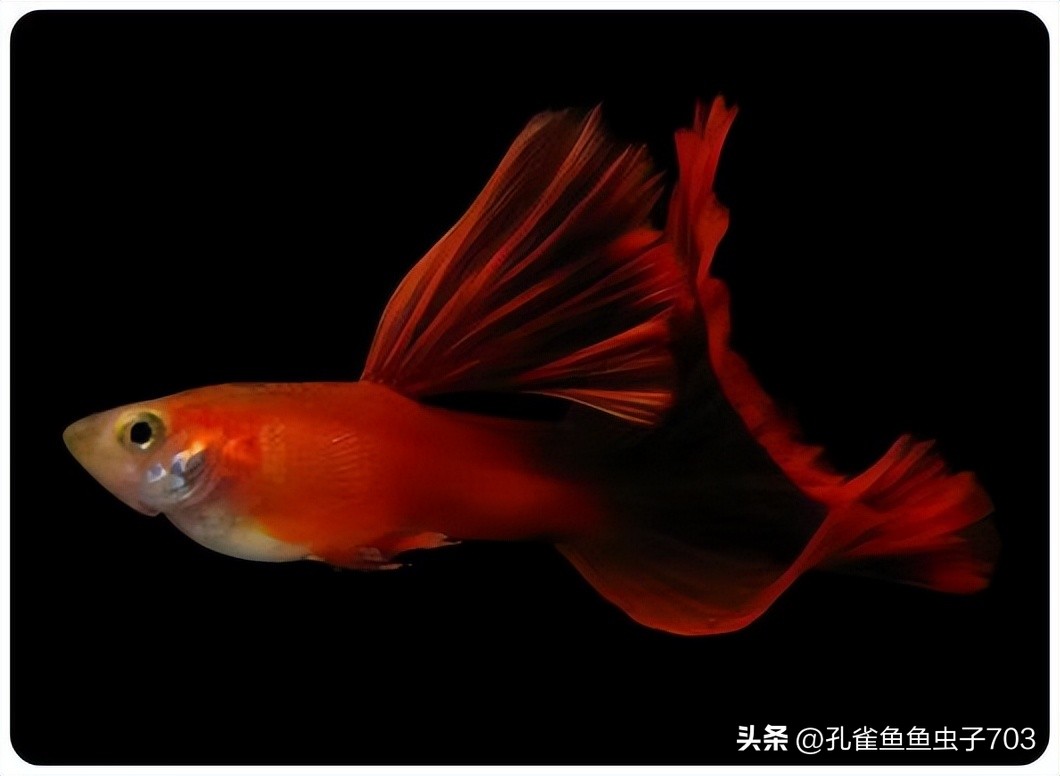 春季鱼为什么死亡如何救活,自己养的鱼无征兆死亡怎么回事