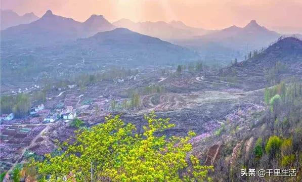 桃子熟了山东蒙阴黄桃,蒙阴蜜桃中国三大名桃