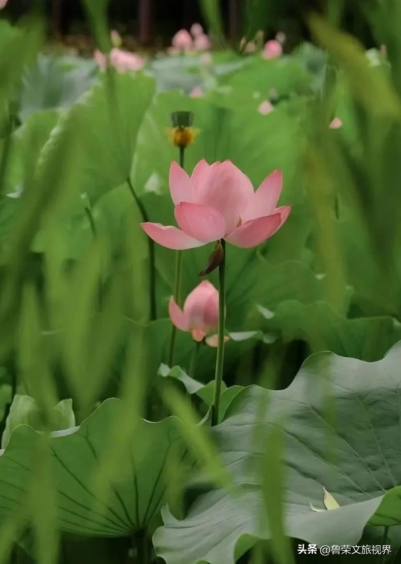 西安旅游攻略大全坐地铁,西安地铁旅游攻略三日游