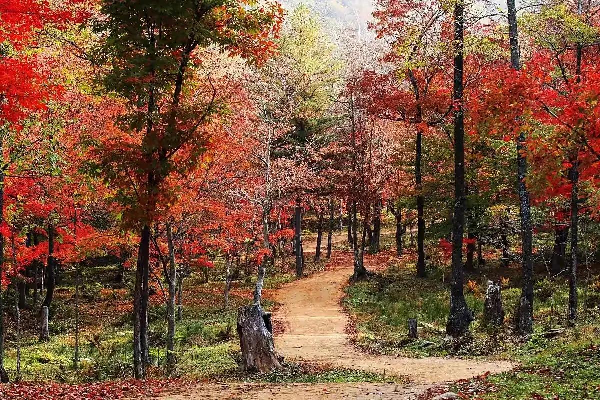 江上渔者朗诵,江上渔翁