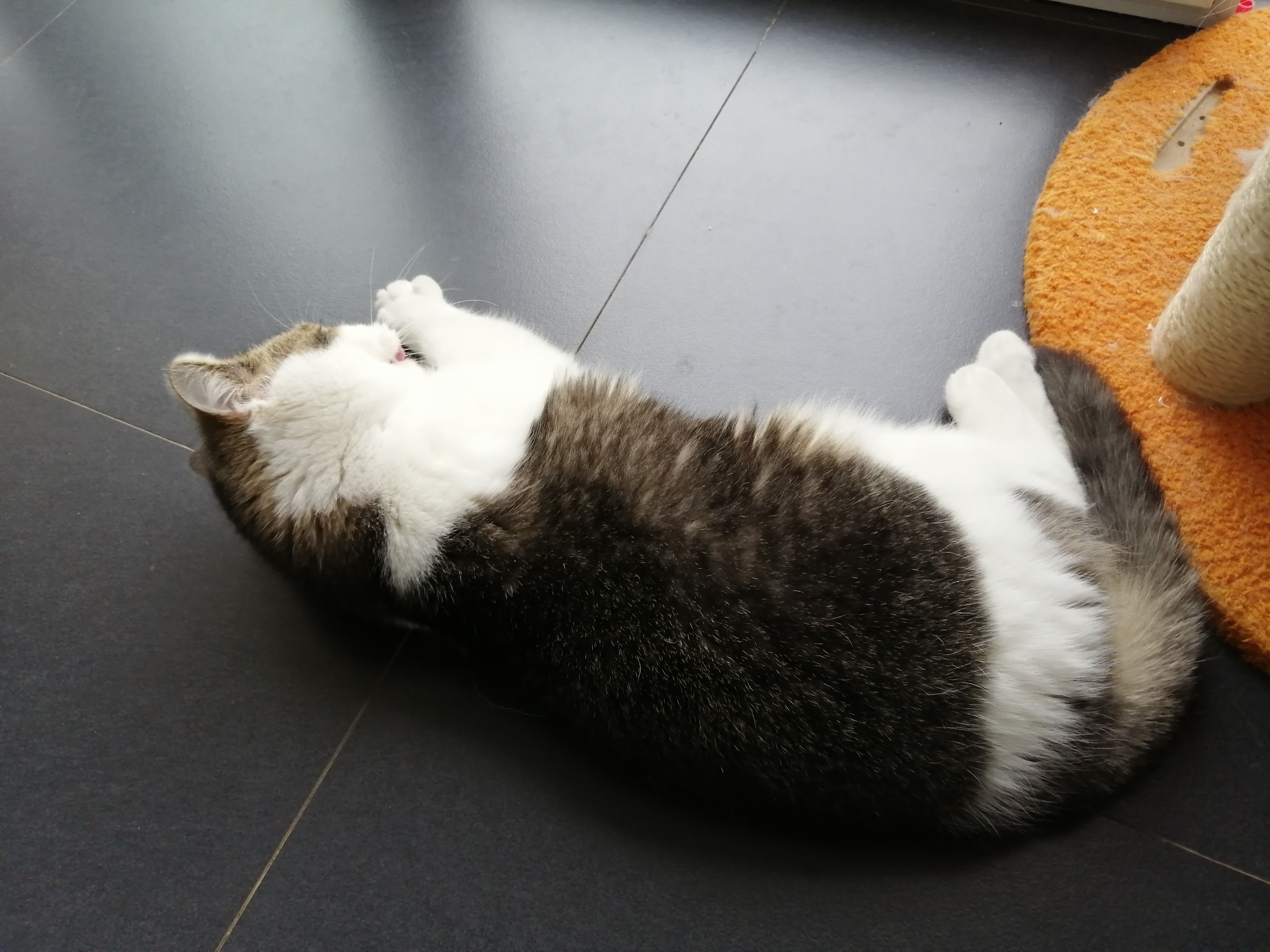 怎样调教小猫咪不咬人,猫咪到处乱尿怎么调教