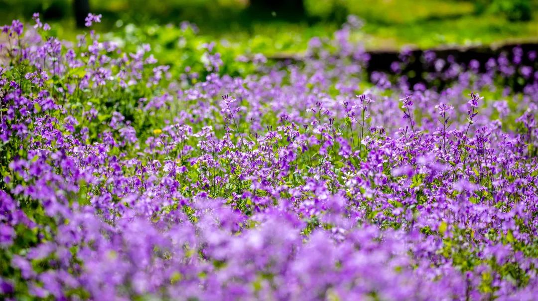 济南近郊旅游专线,济南开通的几条旅游线公交不错