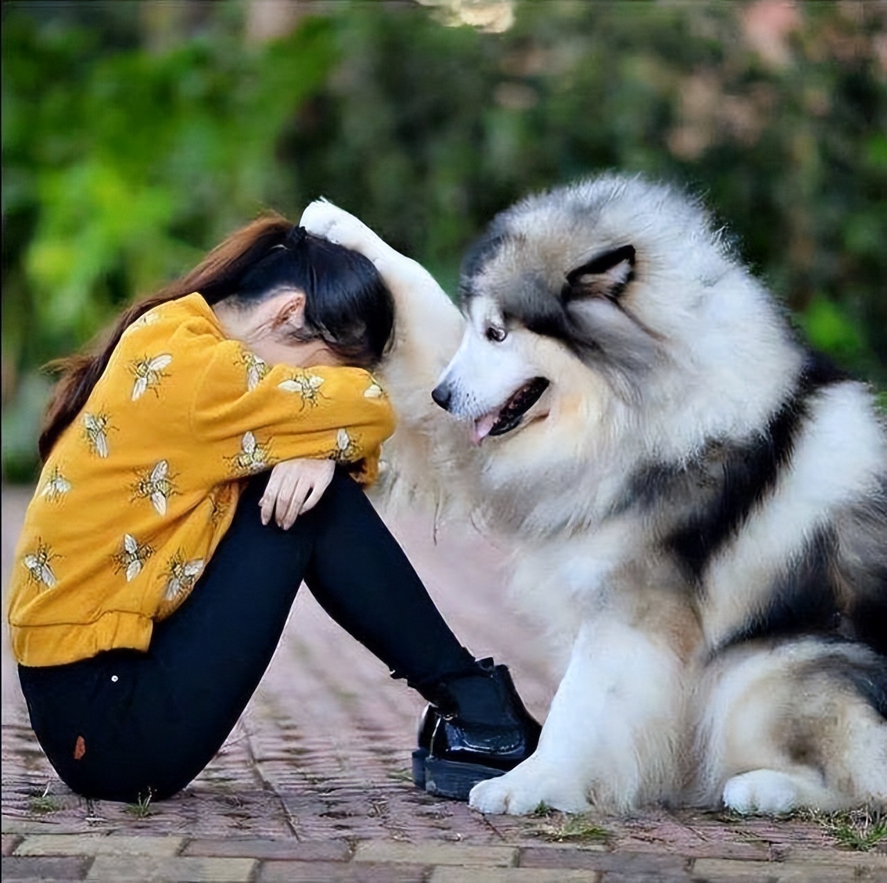 狗狗拿你当妈妈的7种表现,如果狗狗把你当成父母有几种表现