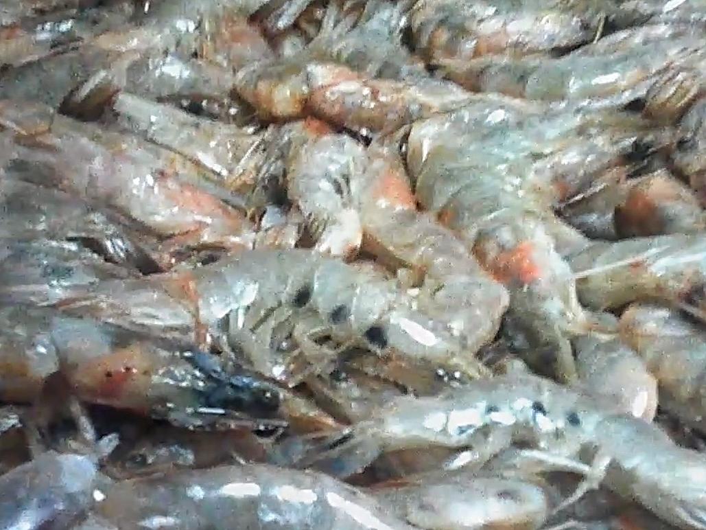 给顾客吃变质黑斑虾，猫咪在餐盘里呕吐，连锁餐饮店也经不起暗访