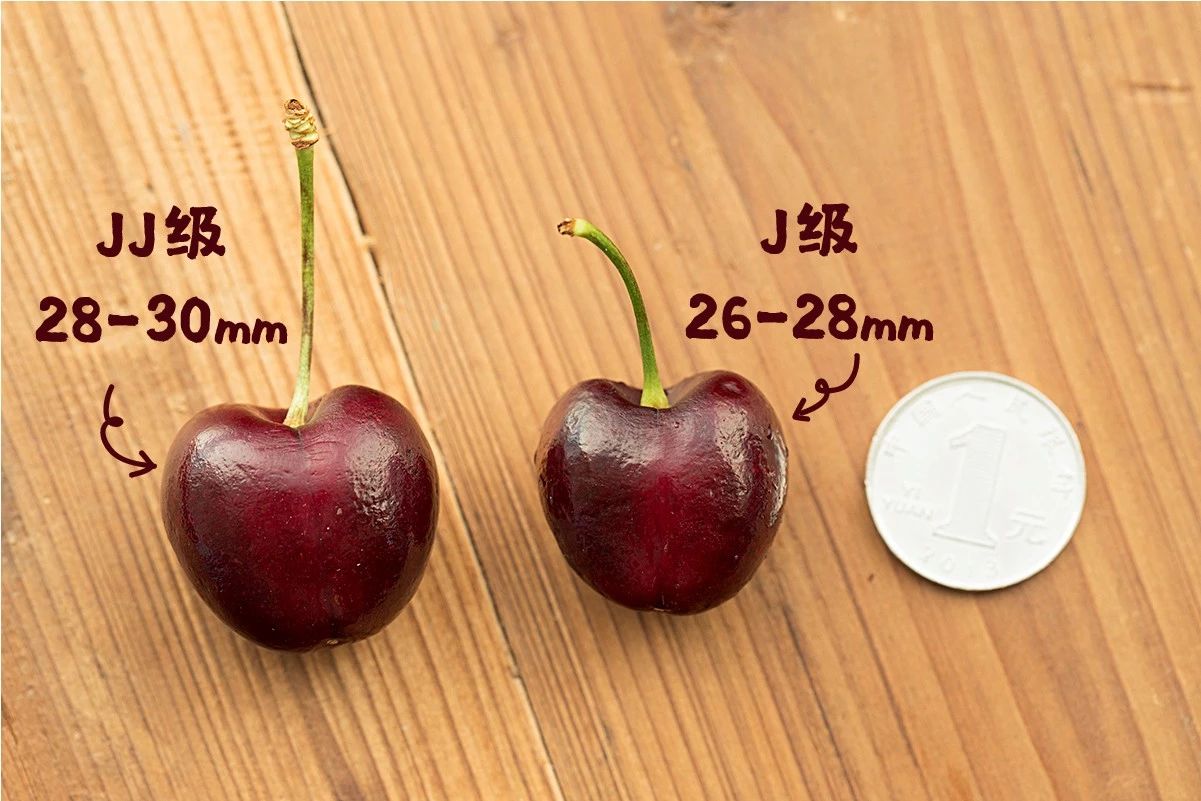 1斤*口车进**厘子卖百元，2分钟带你了解智利种植背后的黑科技，啥样