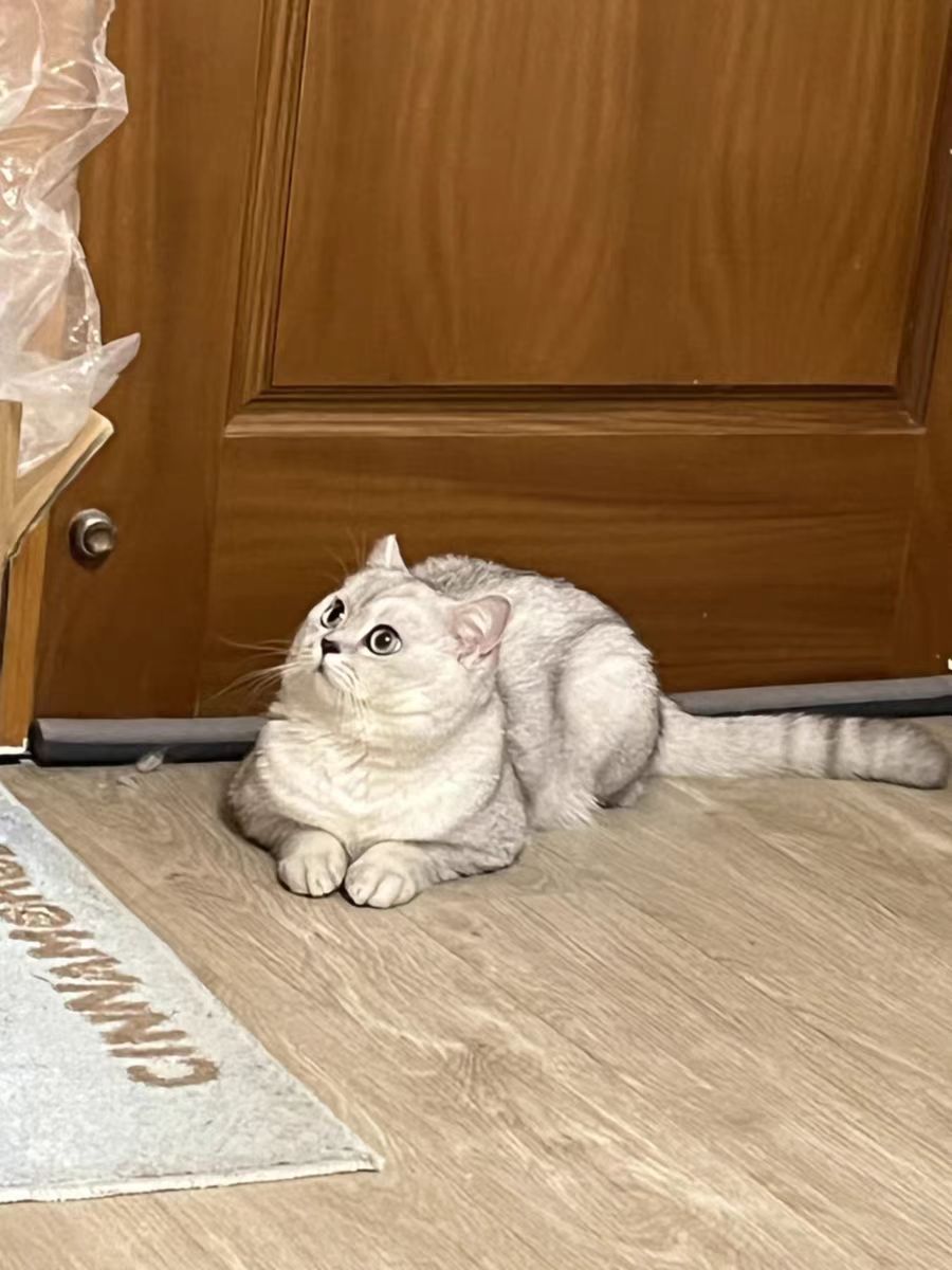 国产猫粮排行榜前十名有哪些,2021国产猫粮排行榜前十名