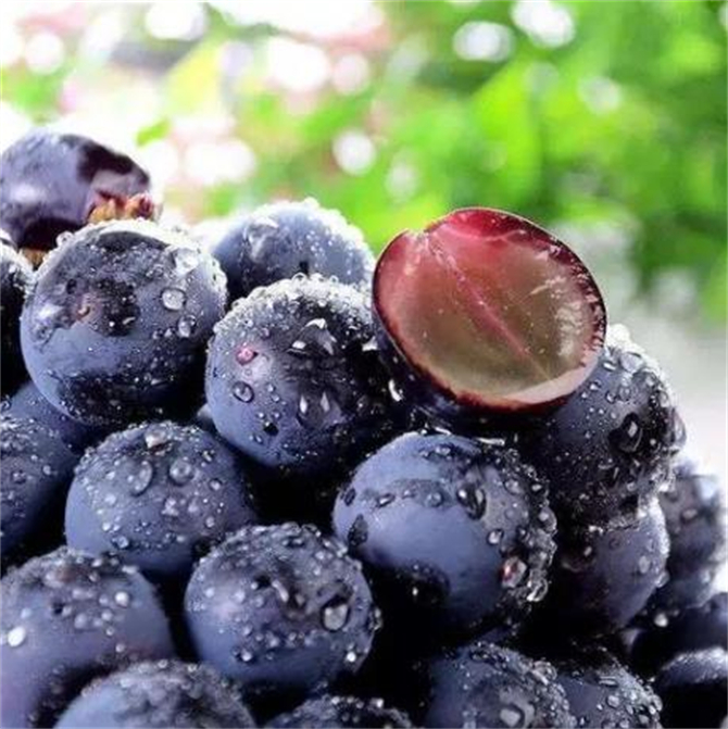 巨峰葡萄产地在哪里,巨峰葡萄产地哪里