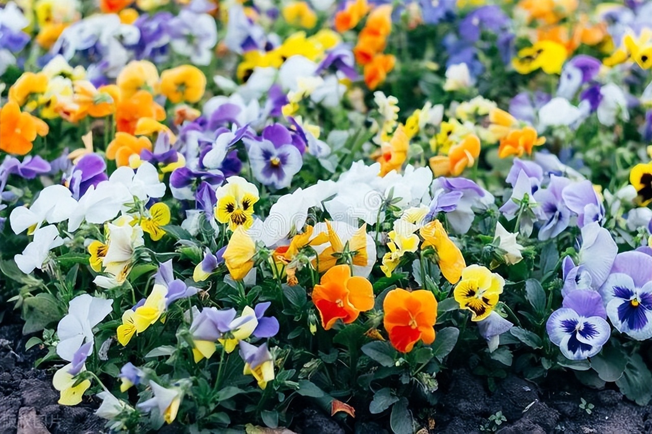 窗台养的小花,窗台上好养活的花