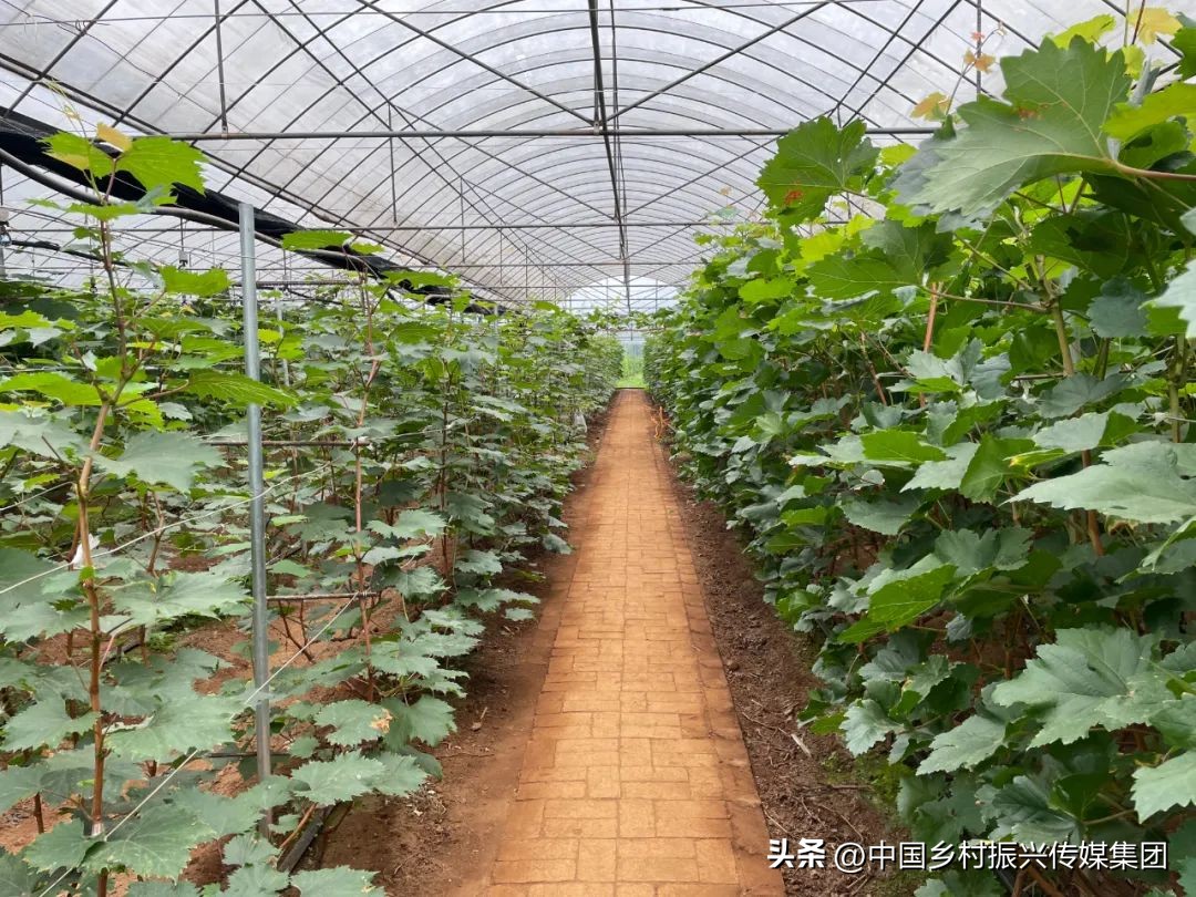 2023乡村振兴申报项目及补贴,振兴乡村国家有哪些资金扶持项目