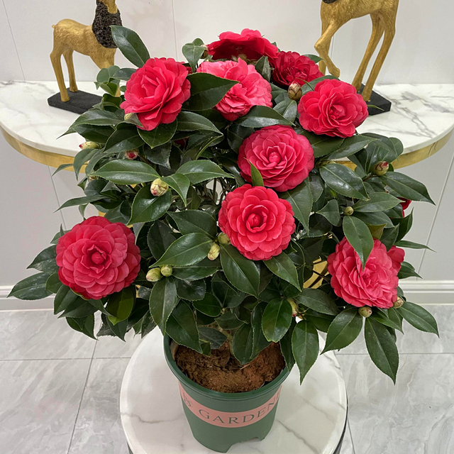 家庭客厅养什么花好看又旺财,客厅最吉祥的三种花