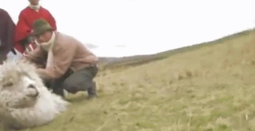 羊驼才是最狠的动物！一口咬掉对手的蛋，从“根”上解决情敌！