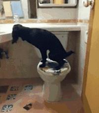 怎样用诱导剂训练狗狗定点上厕所,怎么教狗狗上厕所定点大小便