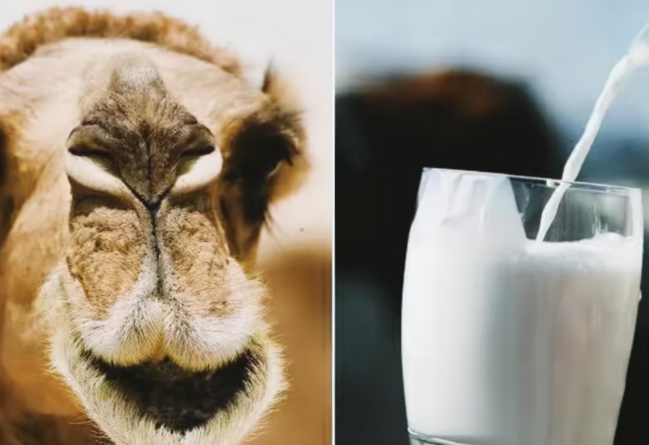 骆驼奶为什么只有奶粉,骆驼奶为什么不脱脂