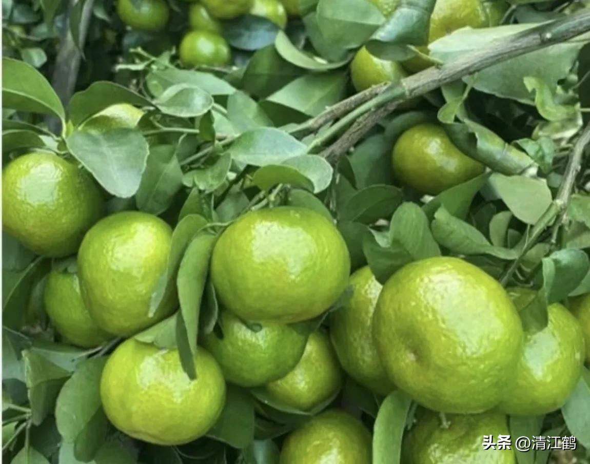 人称“蜂花醇”，有“9大增产用途”，对照使用，可提质增效