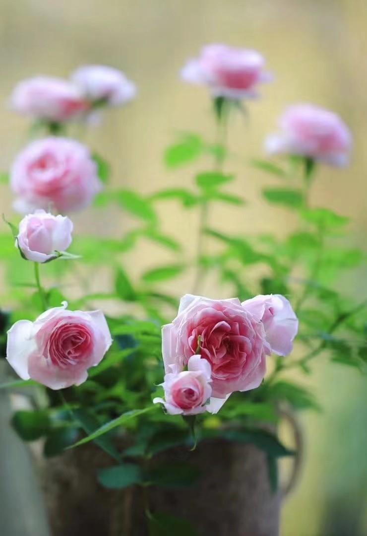 一款好的花洒让你的浴室更干净,选对花洒才能随心所浴
