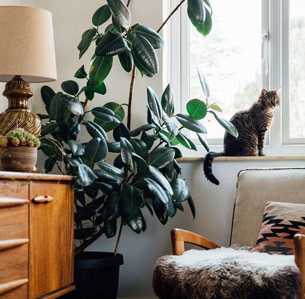 客厅养什么花好看又好养,客厅养什么花好看又好养活