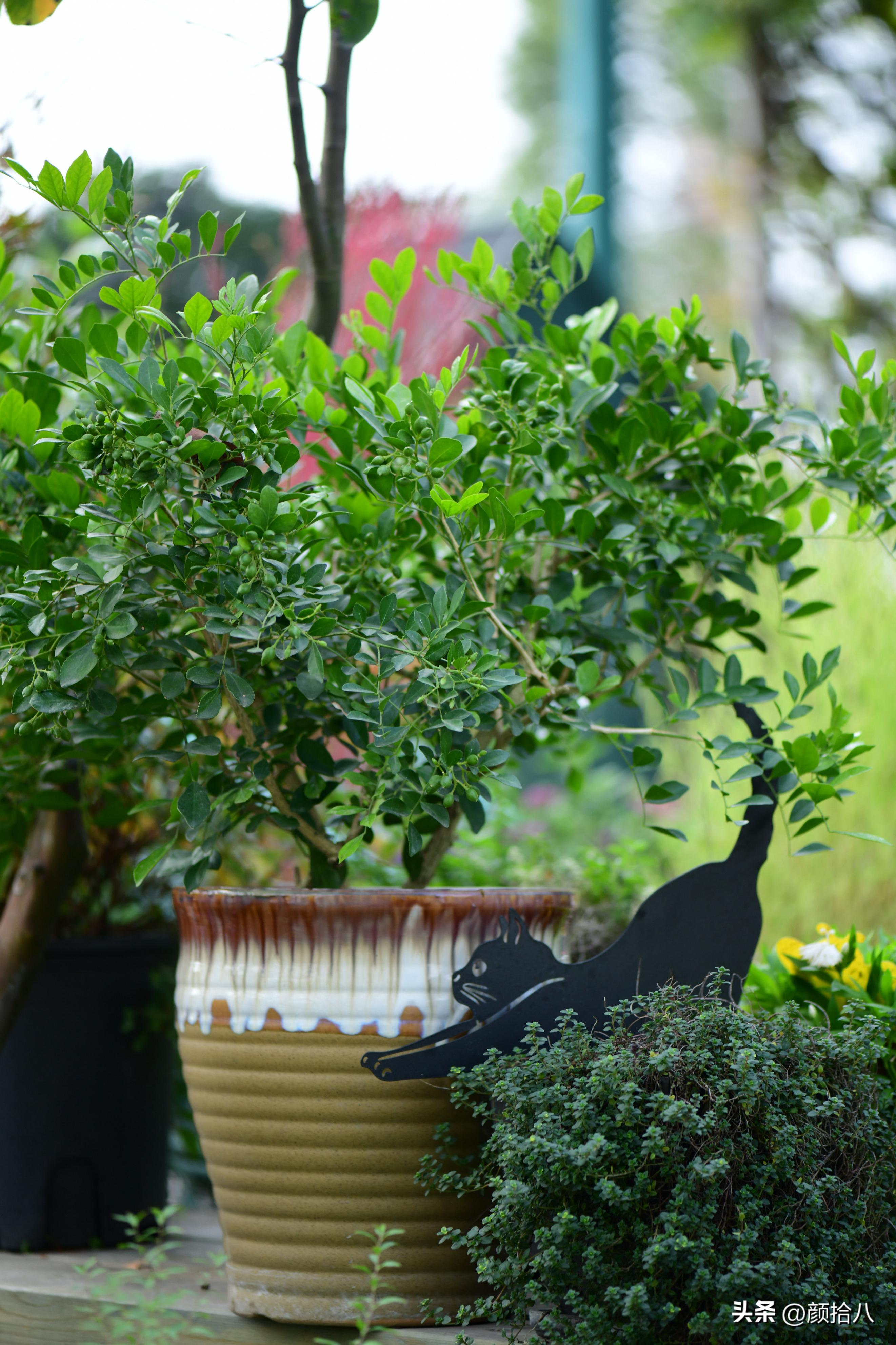 几乎没有存在感的七里香，到底是怎样的？|园丁