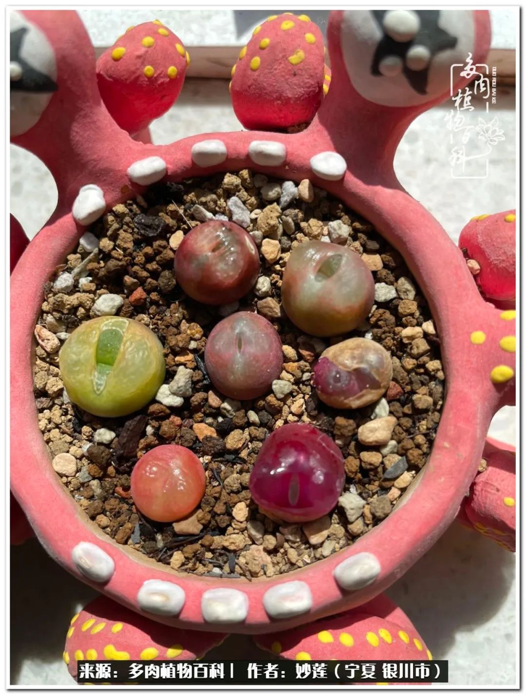 世间繁华三千不如一隅清欢,世间繁华三千不如有一院清欢