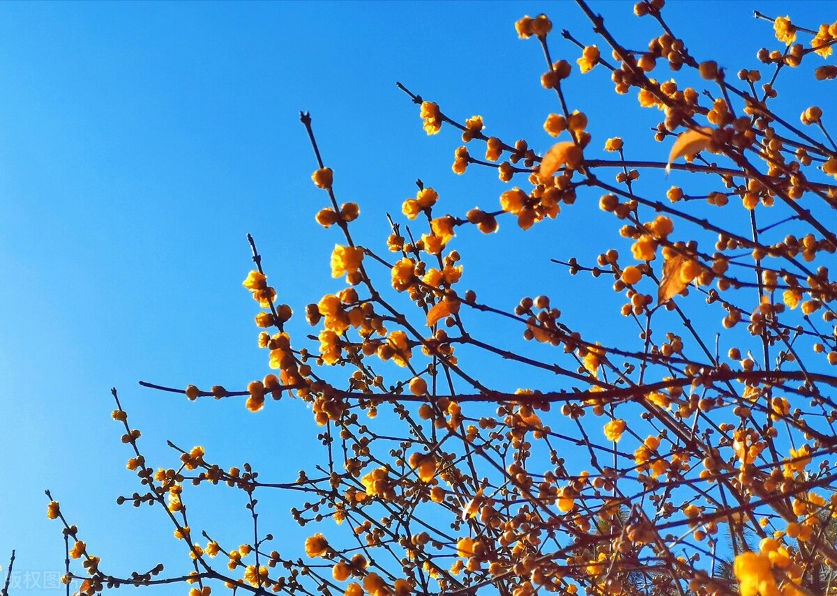 南京赏梅最全攻略,南京赏梅花的最佳地方