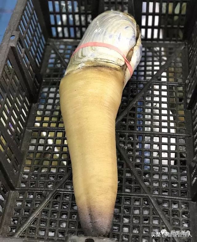 世界顶级海鲜食材,世界顶级的海鲜视频