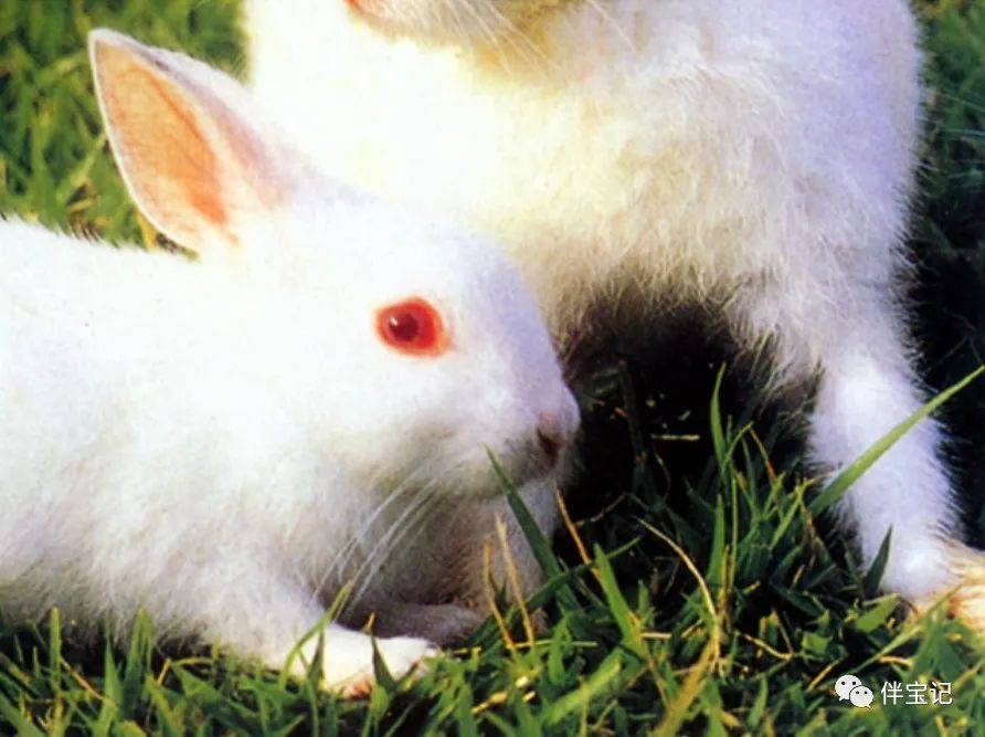 十二生肖中老虎和兔子的故事,十二生肖虎兔的故事