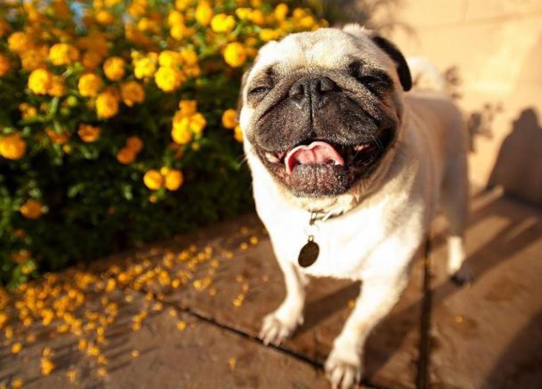 怎么训练巴哥犬不乱叫,巴哥犬嗷嗷叫怎么回事