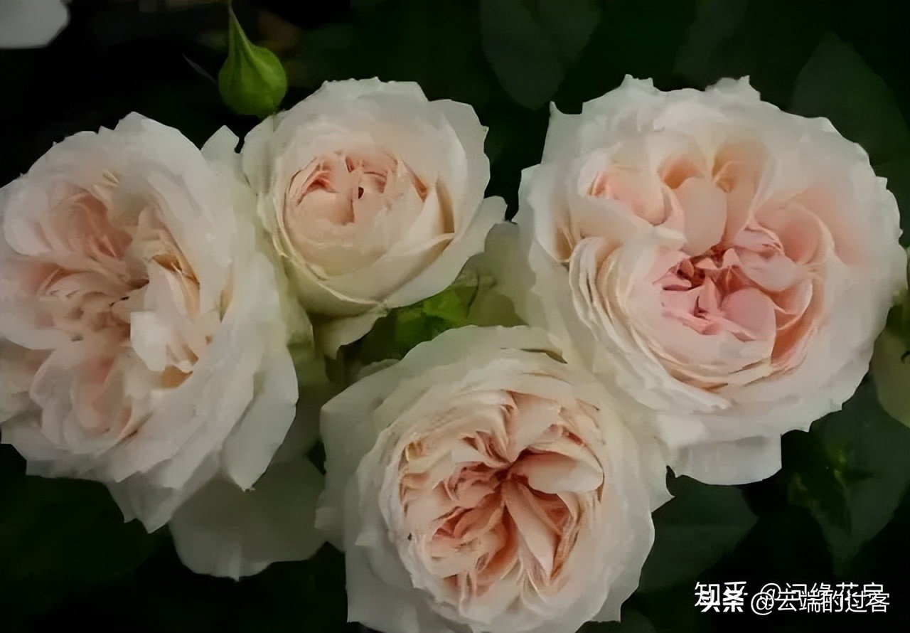 1到99朵玫瑰的含义图片,1到99朵玫瑰花语是什么